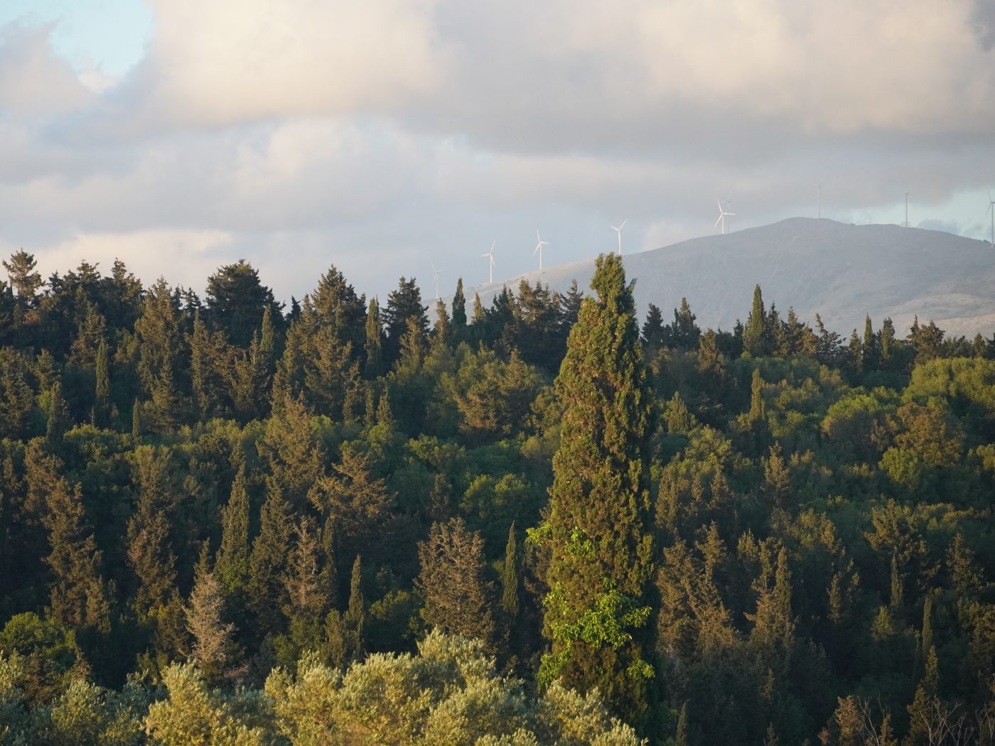 forest
