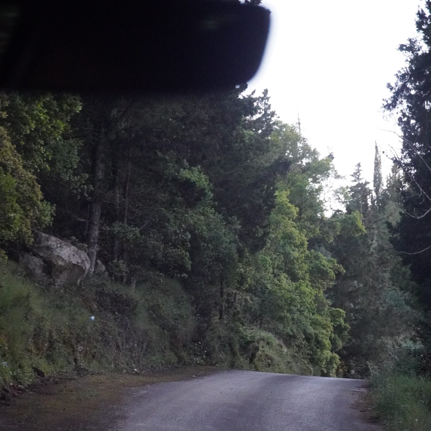 forest drive