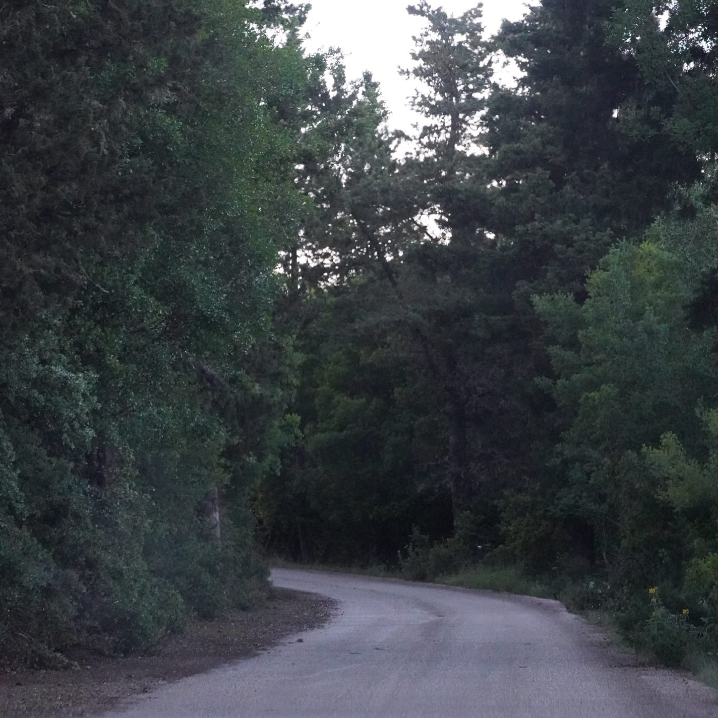 forest drive 2