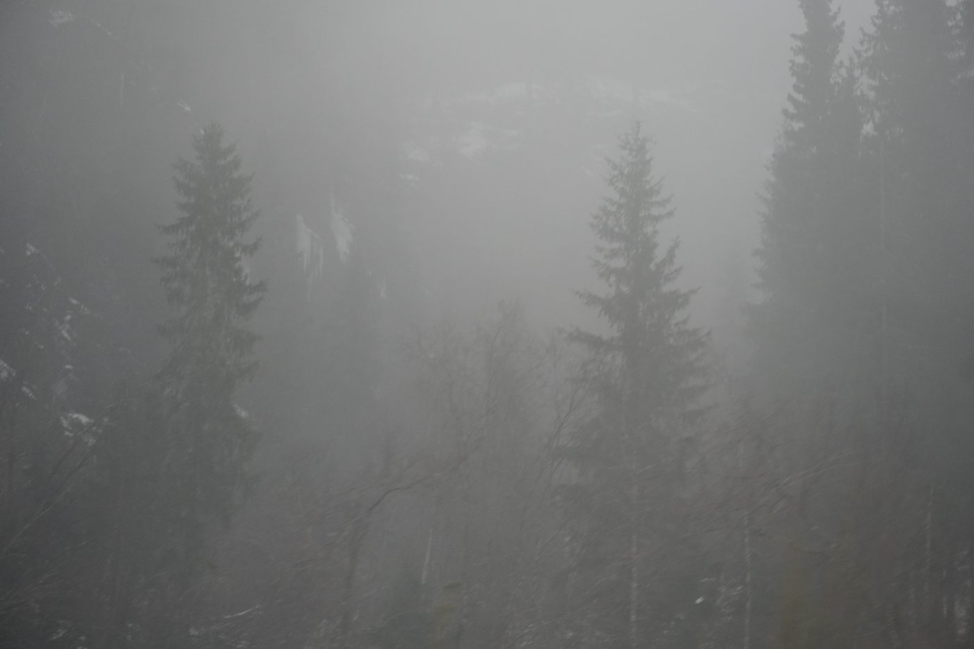 forest